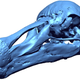 Image for article titled Scientists Resurrect The Dodo With 3D Laser Scanning